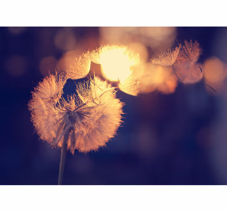 Rullegardin køkken dandelion design - TenStickers
