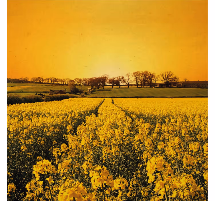 Rullegardiner til stue med gule blomster marker - TenStickers