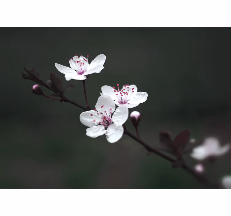 Rullegardiner til stue elegant feminin kirsebærblomst - TenStickers