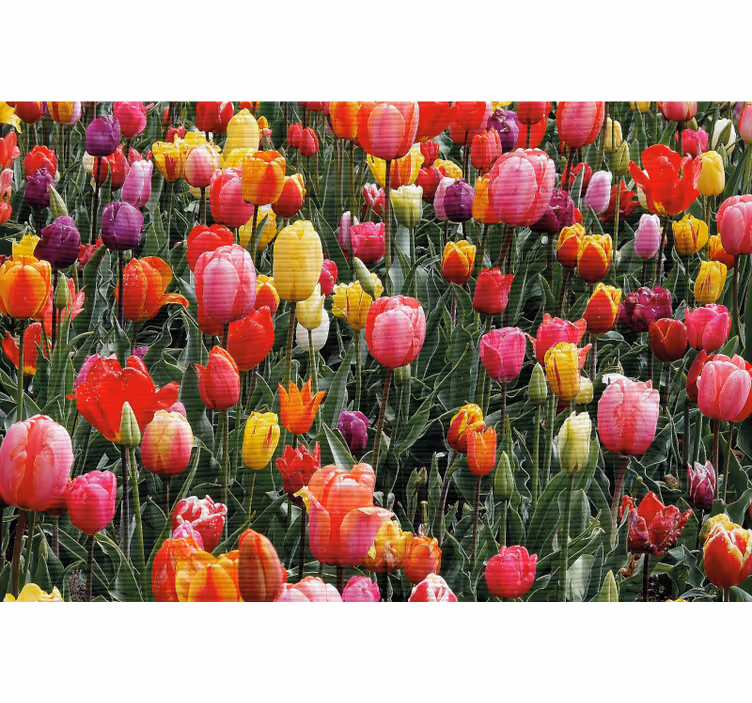 Rullegardiner til stue med mange tulipaner i marken - TenStickers