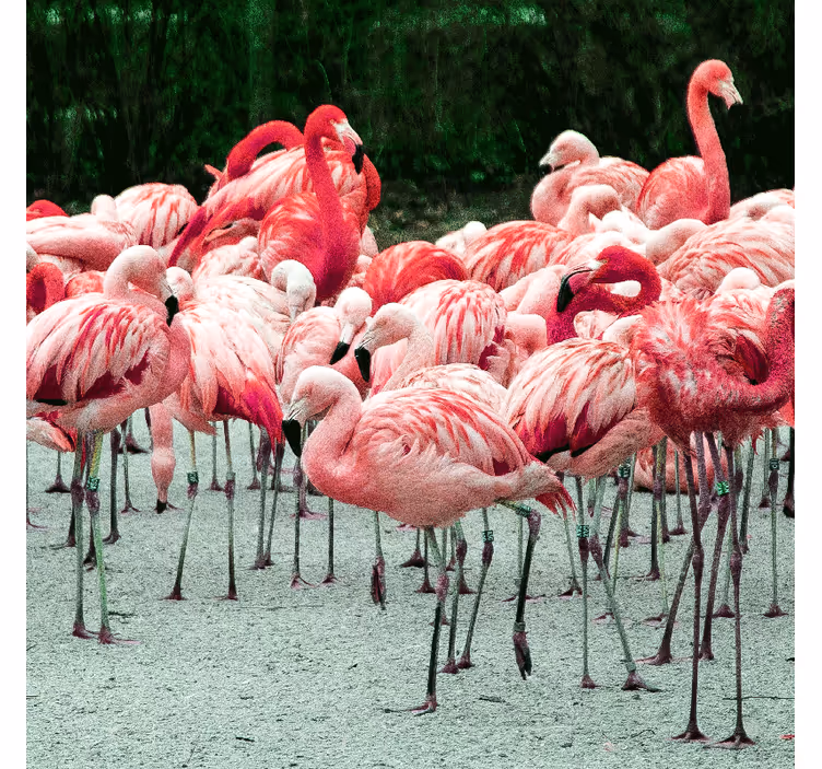 Rullegardiner til stue med flotte flamingoer på vandet - TenStickers