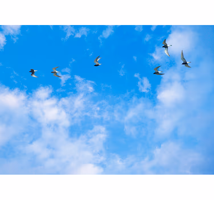 Blå rullegardin blå himmel og terner - TenStickers