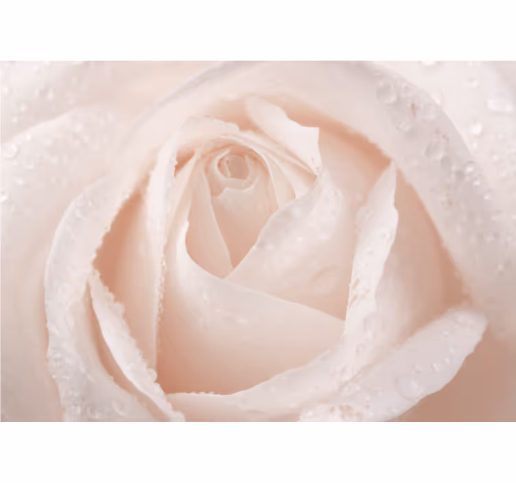 Rullegardiner til stue smuk hvid rose - TenStickers
