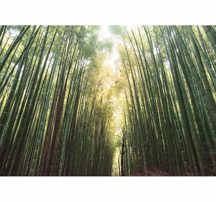 Rullegardiner til stue bamboo forest zen - TenStickers