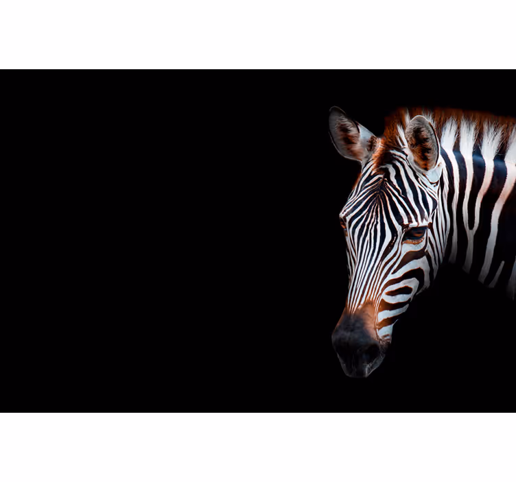 Rullegardiner til stue zebra billede - TenStickers