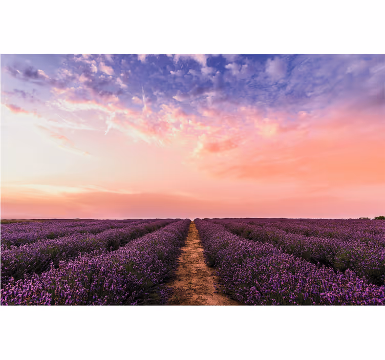 Rullegardiner til stue lavendelblomster i frankrig - TenStickers
