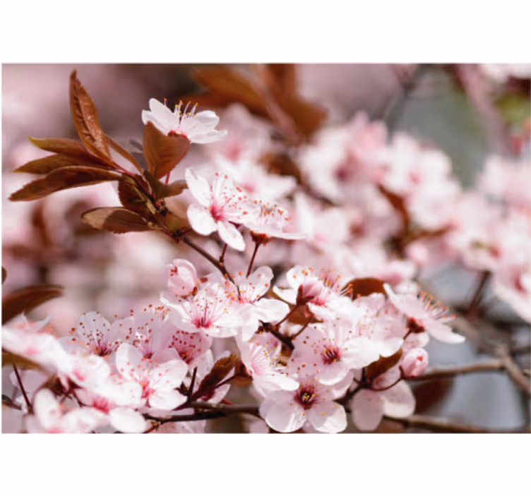 Rullegardiner til stue kirsebærblomster - TenStickers