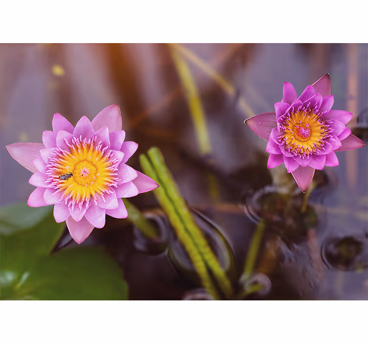 Rullegardiner til stue i pink og lilla lotus - TenStickers