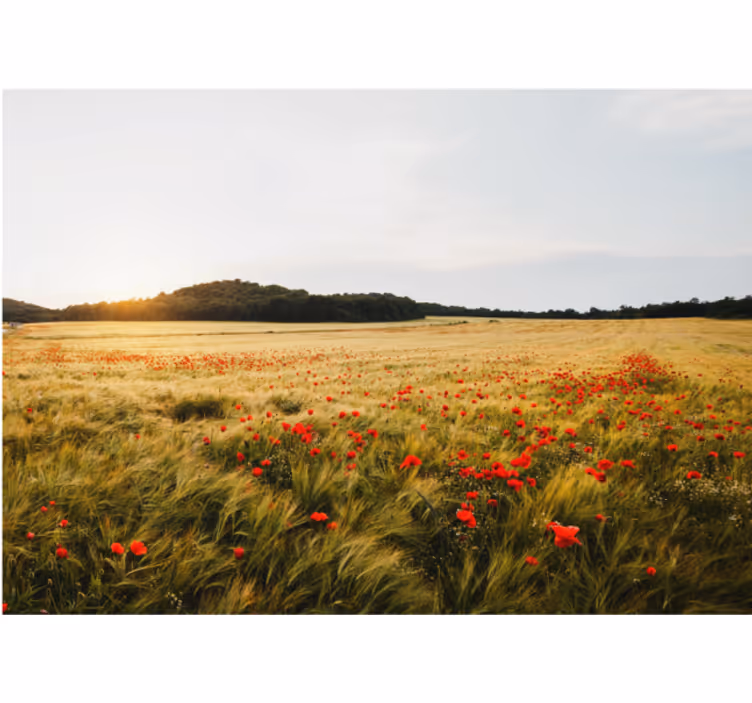 Rullegardiner til stue månemark ved solnedgang - TenStickers