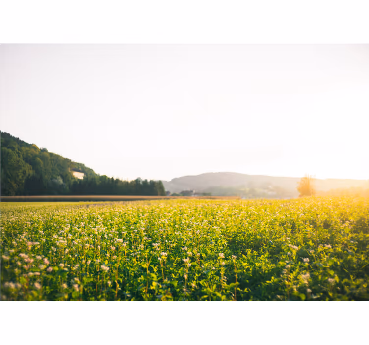 Rullegardiner til stue solfyldt landskab og blomster - TenStickers