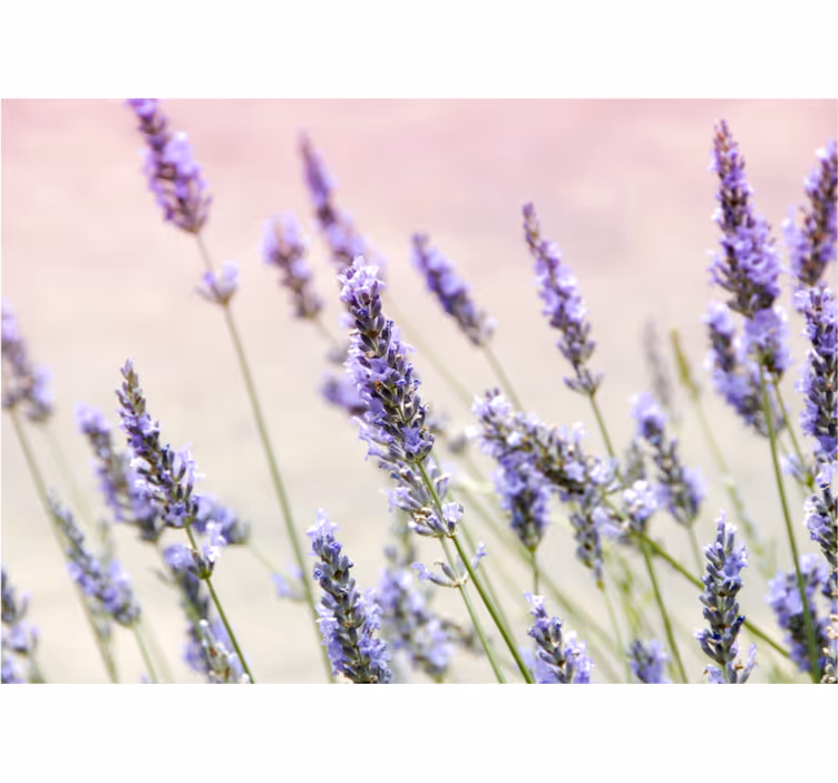 Rullegardiner til stue med en buket lilla blomster - TenStickers