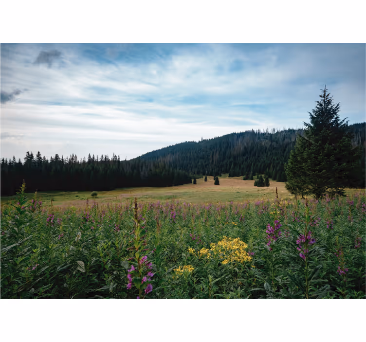 Rullegardiner til stue tatra park om foråret - TenStickers