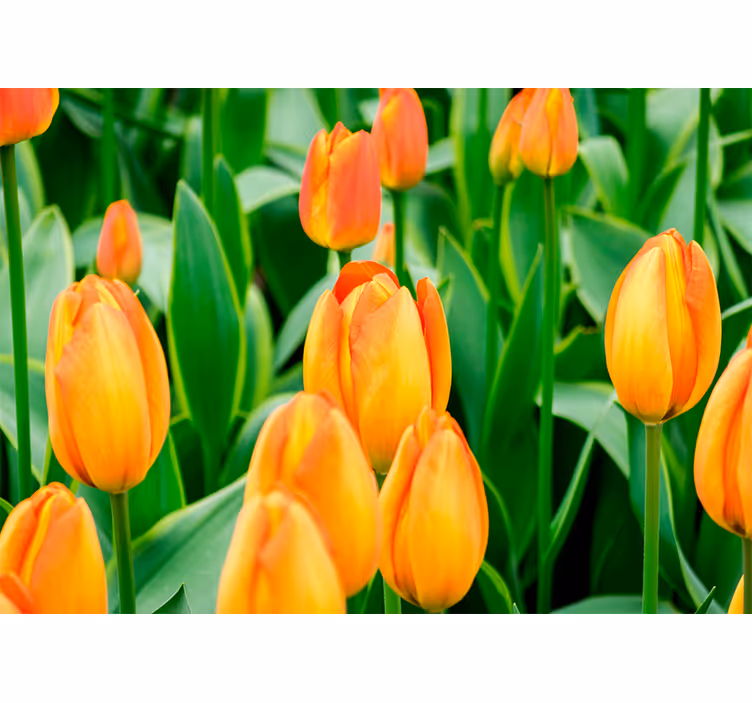 Rullegardiner til stue med orange tulipanblomster - TenStickers