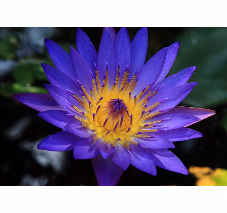 Rullegardiner til stue lilla lotusblomst - TenStickers