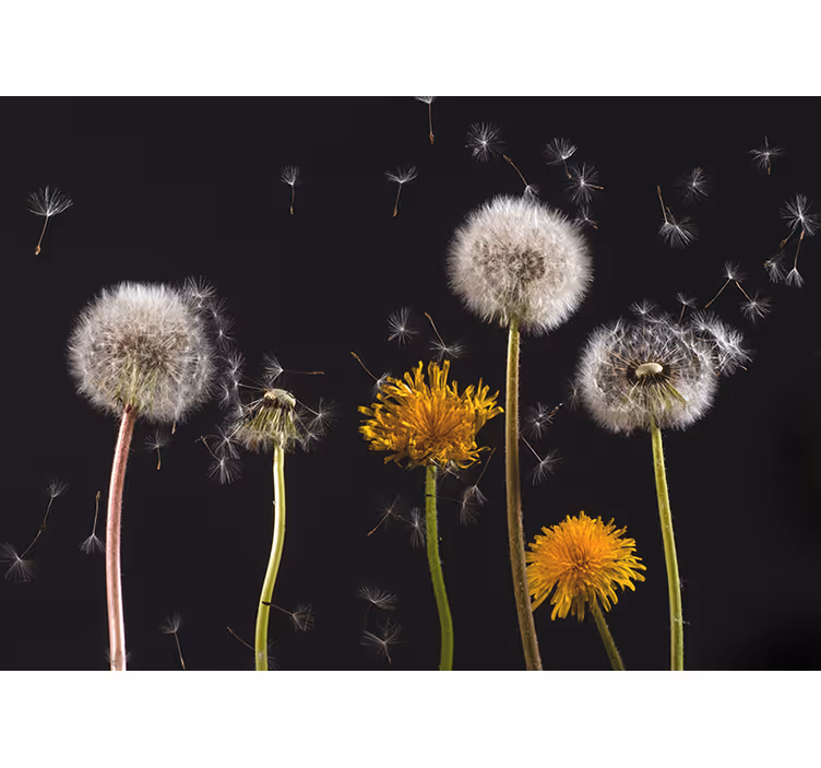 Rullegardiner til stue med mælkebøtte natur - TenStickers