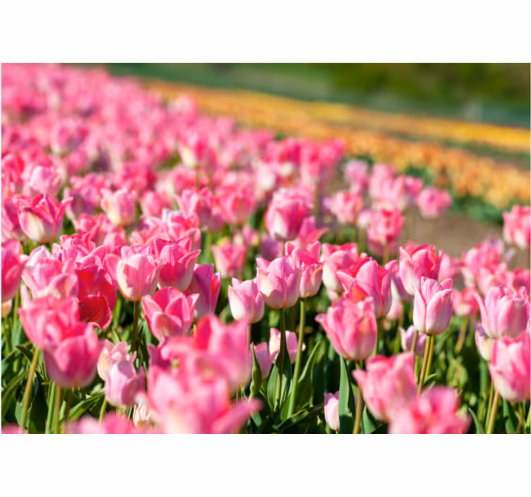 Rullegardiner til stue tulipanmark - TenStickers