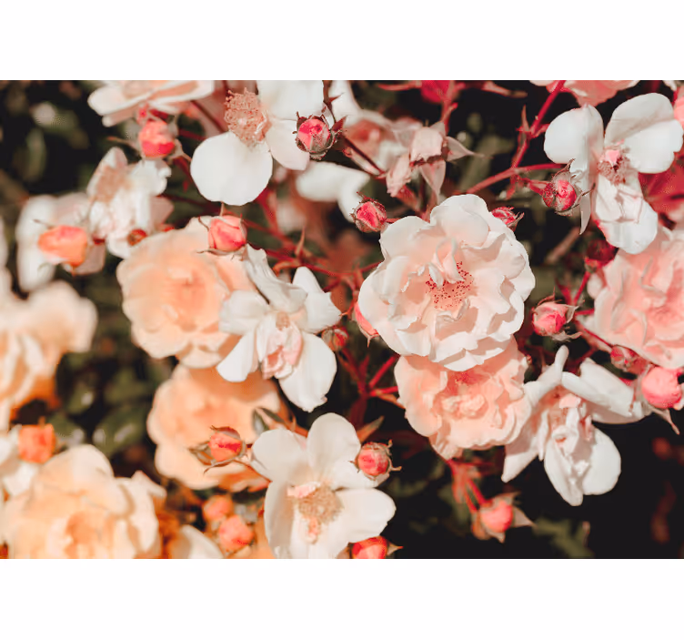 Rullegardiner til stue med mange blomster - TenStickers