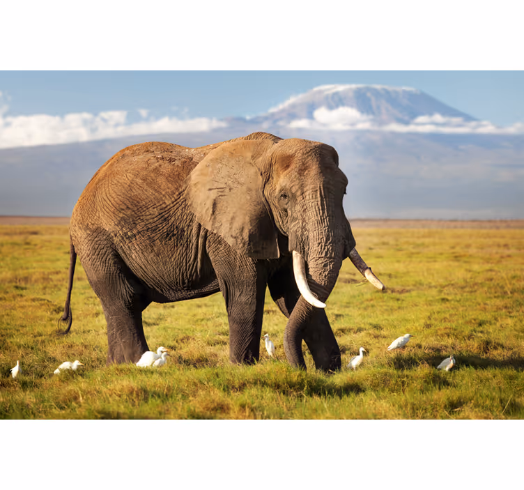 Rullegardiner til stue kilimanjaro elefant - TenStickers