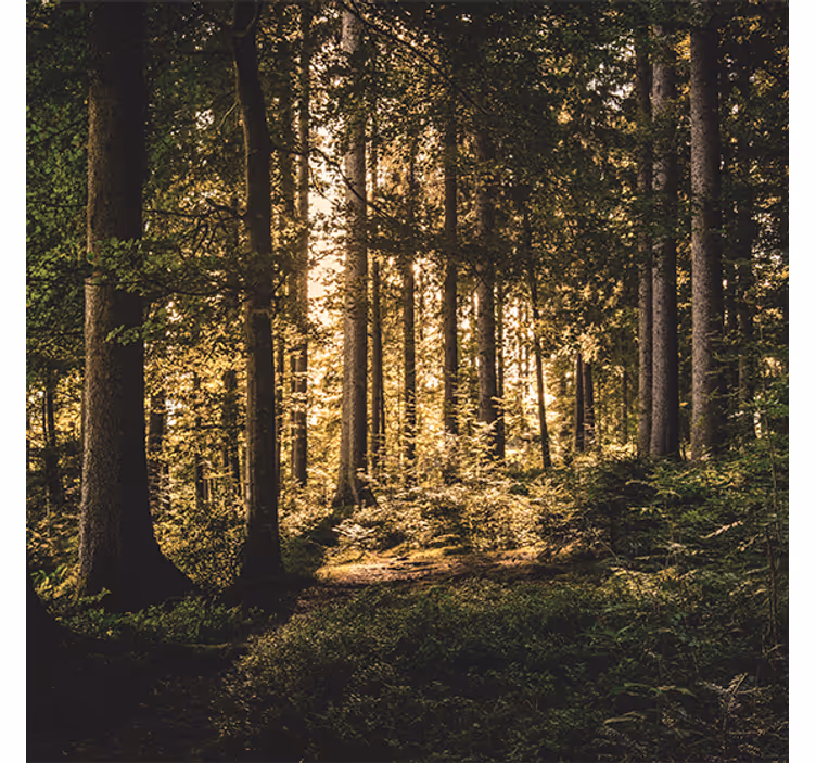 Rullegardiner til stue nature middagsskov - TenStickers