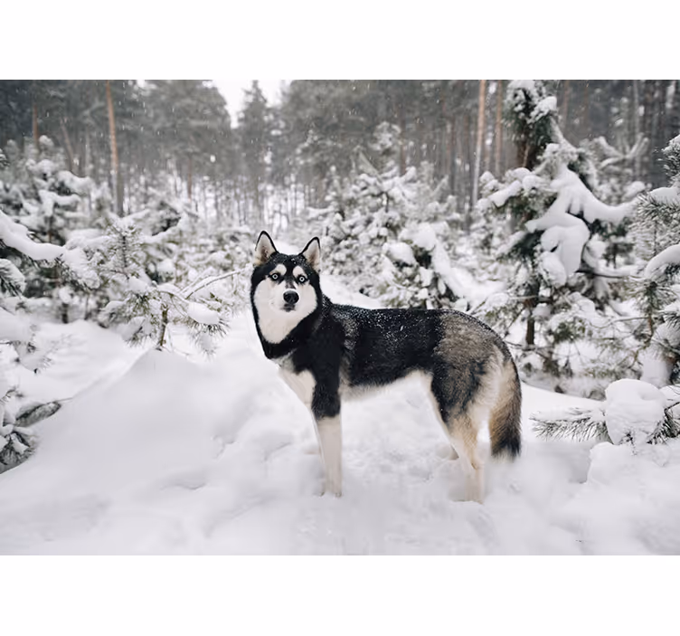 Hvid rullegardin vinter skov og husky hund - TenStickers