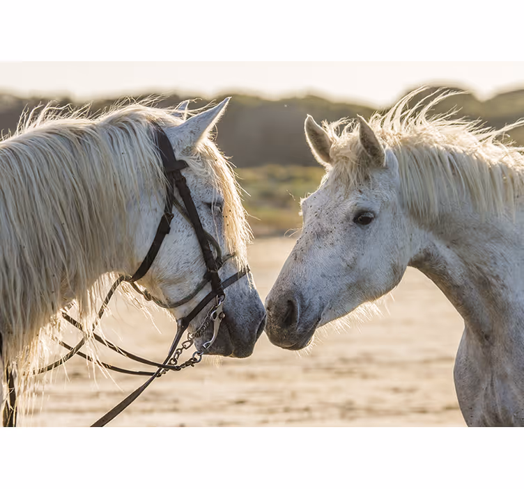 Hvid rullegardin to hvide heste - TenStickers