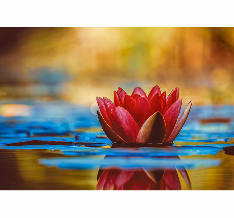 Soveværelse rullegardiner zen reflekteret lotusblomst - TenStickers