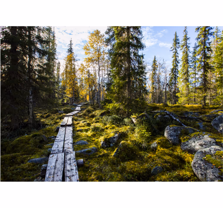 Soveværelse rullegardiner koli nationalpark finland - TenStickers