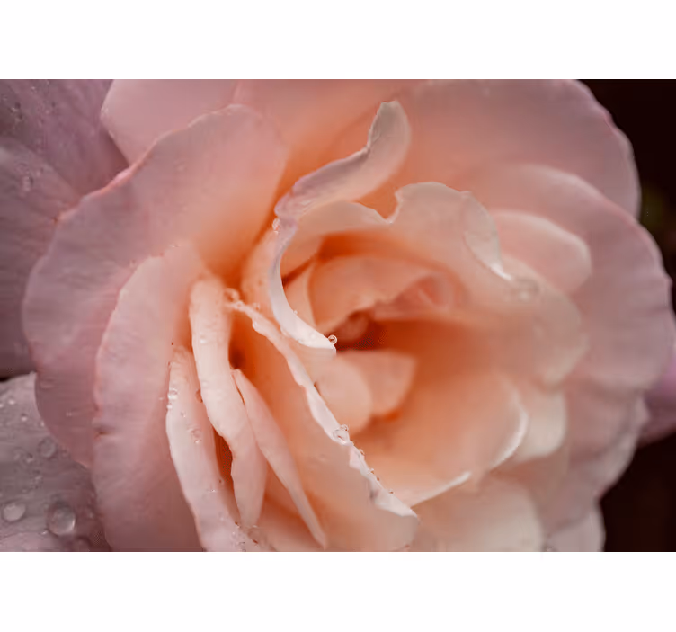 Soveværelse rullegardiner elegant stil lyserøde rosedråber - TenStickers