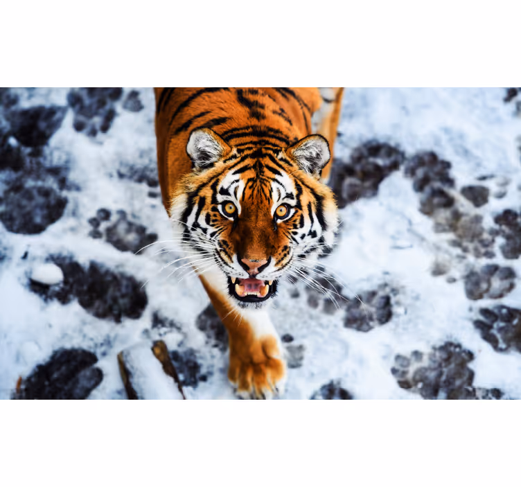 Soveværelse rullegardiner med vild tigerdesign - TenStickers