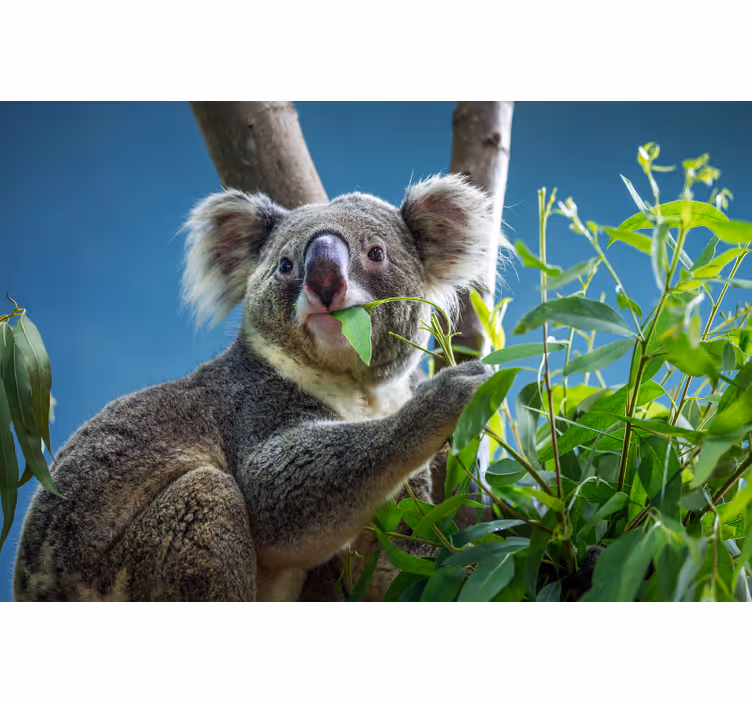 Soveværelse rullegardiner med søde koalaer - TenStickers