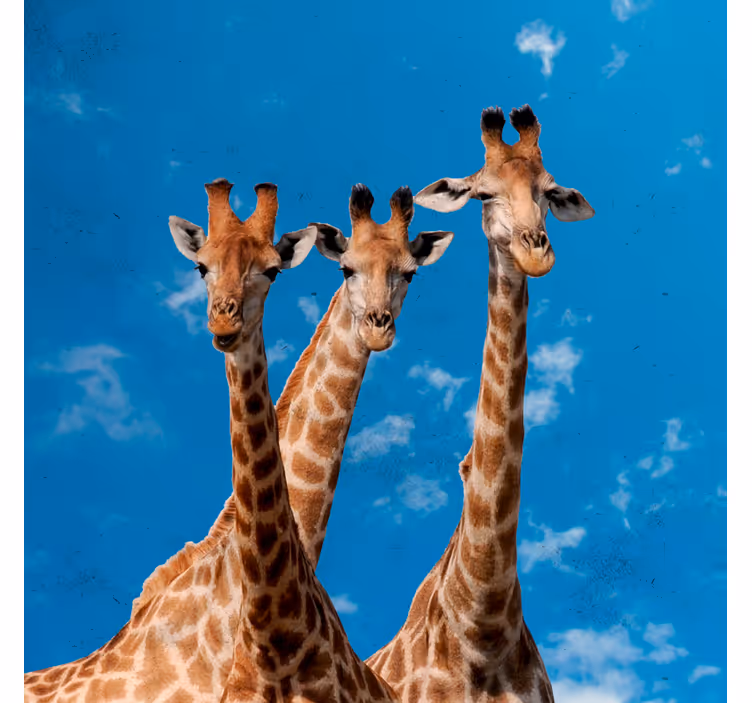Mørklægningsgardiner børn giraffer og blå himmel - TenStickers