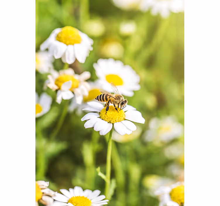 Rullegardin køkken blomstereng - TenStickers