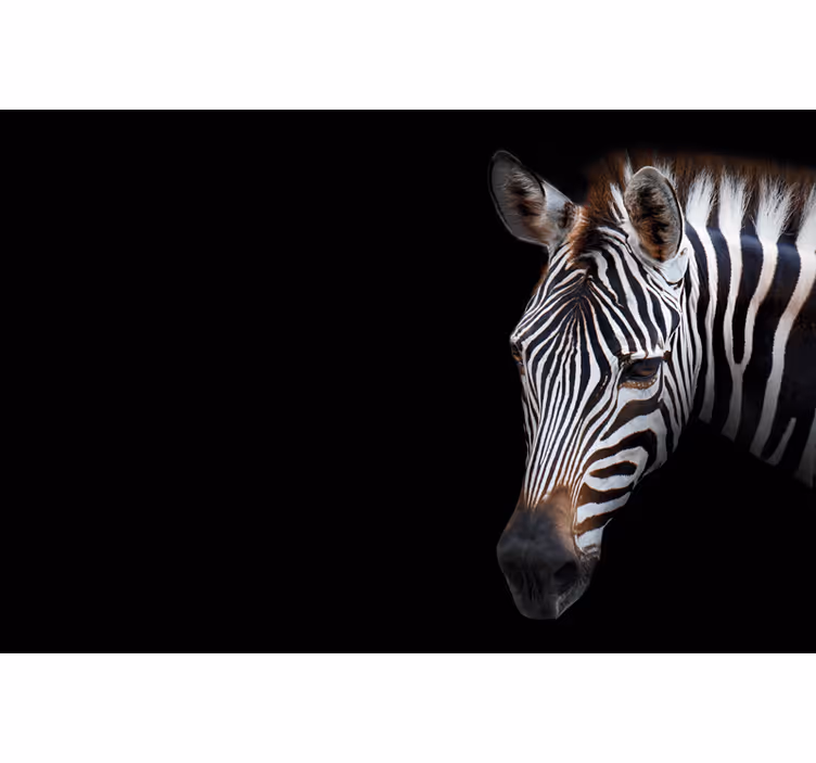 Sort rullegardin zebra billede - TenStickers