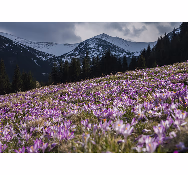 Rullegardiner til stue smuk eng af krokusblomster - TenStickers