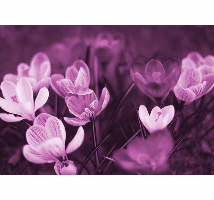 Rullegardiner til stue smuk pink krokusblomst - TenStickers