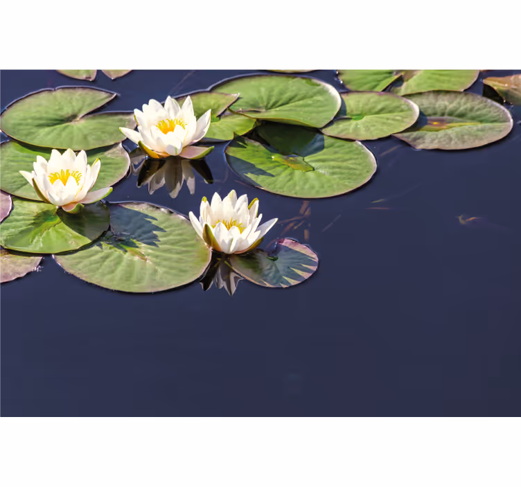 Soveværelse rullegardiner lotus realistisk i dammen - TenStickers