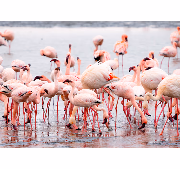 Rullegardiner til stue camargue med flamingoer - TenStickers