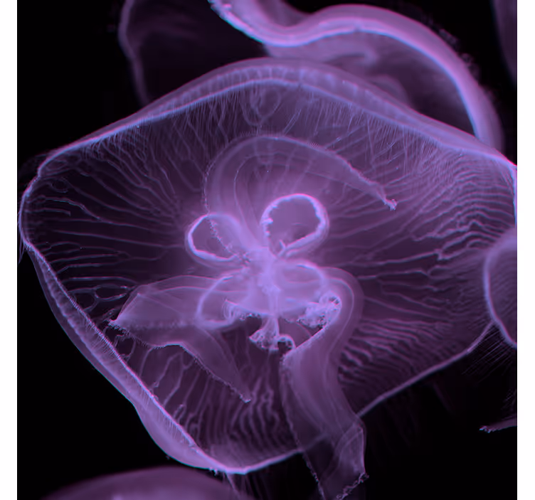 Rullegardin til badeværelse jellyfish kunst - TenStickers