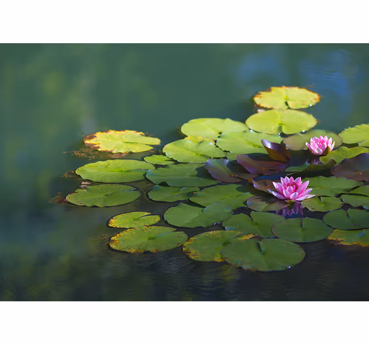Zen rullegardiner to lotusblomster - TenStickers