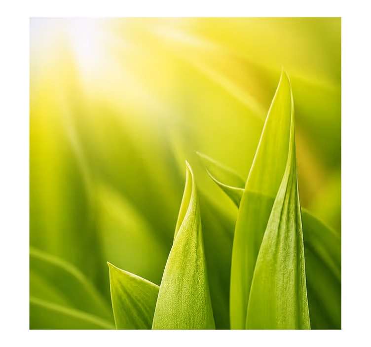 Grønne rullegardiner sunny plant - TenStickers