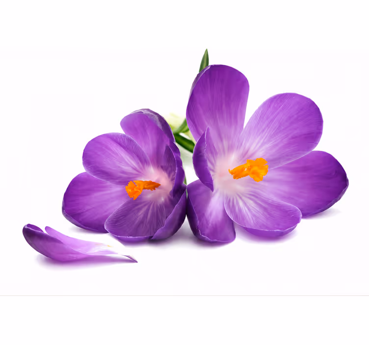Lilla rullegardin plukket blomster fredeligt - TenStickers