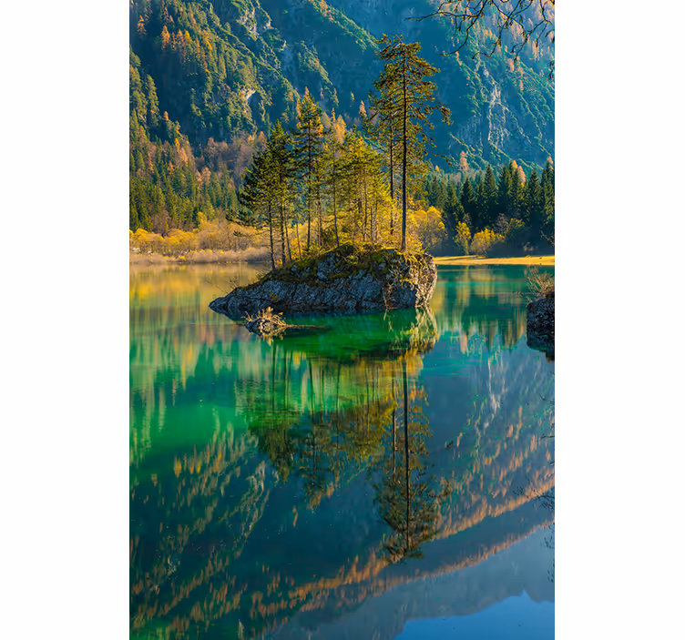 Reflekteret træ natur Rullegardin - TenStickers