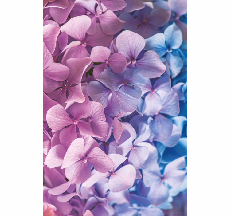Mange forskellige hortensia blomster rullgardin - TenStickers