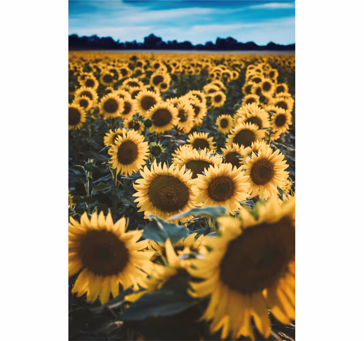 Sol blomst felt blomst rullgardin - TenStickers