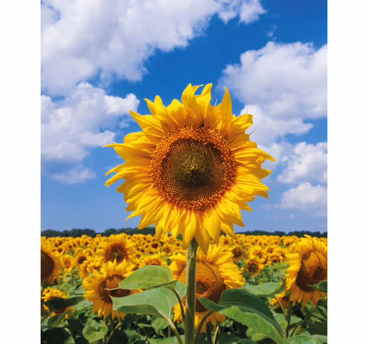 Solsikke med blå himmel blomsterRullegardin - TenStickers