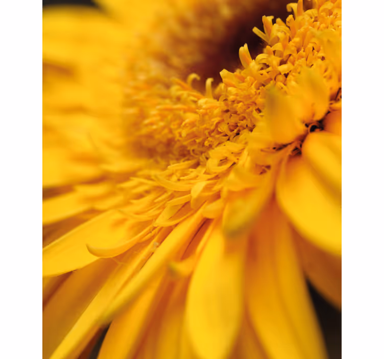 Gult nærbillede Blomster og planter på rullegardin - TenStickers