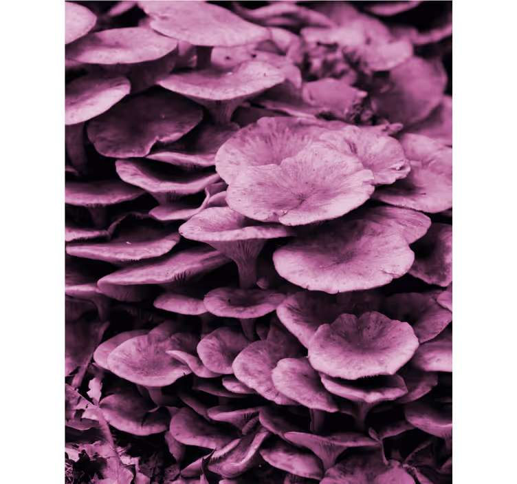 Livlige blomsterlag Blomster og planter på rullegardin - TenStickers