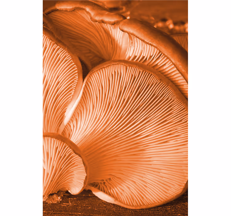 Orange vilde svampe under Rullegardinmaleri - TenStickers
