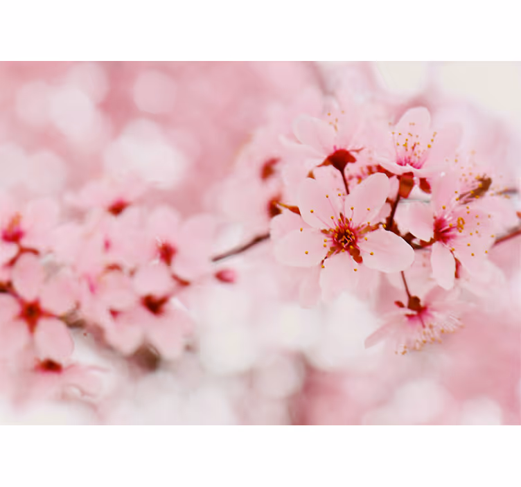 Pink bloom fotografi kunst blomster rullgardin - TenStickers
