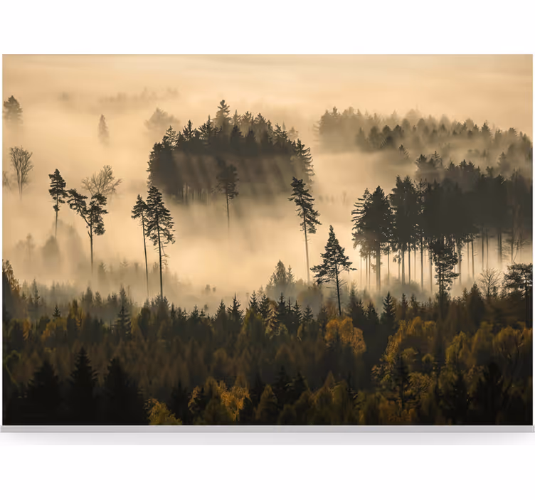 Fototapet skov eterisk morgen tåge - TenStickers